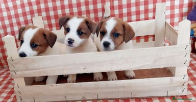 Jack Russell Terrier perros - Anuncio 11