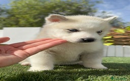 Husky Siberiano perros en venta: HUSKY - Imagen 32