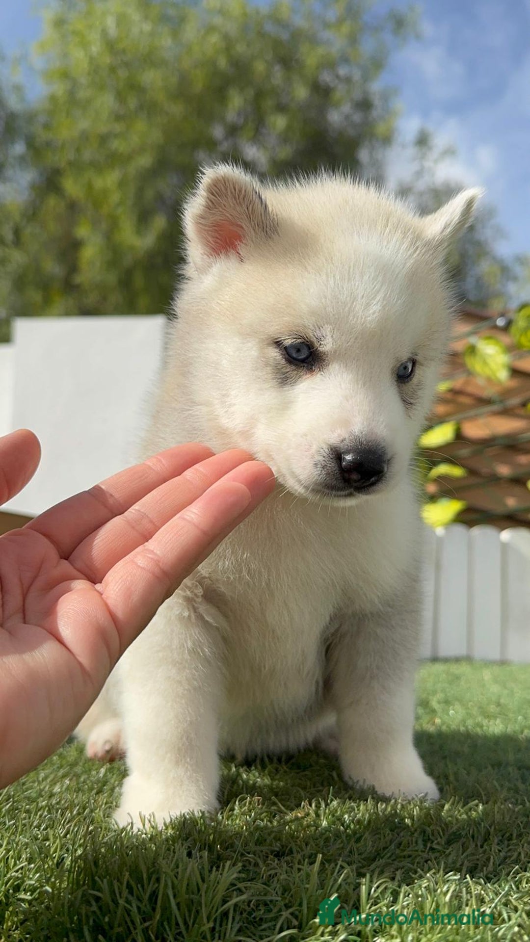 Husky Siberiano perros en venta: HUSKY - Imagen 32