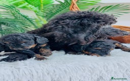 Caniche Toy perros en venta: CANICHE TOY HEMBRA - Imagen 15