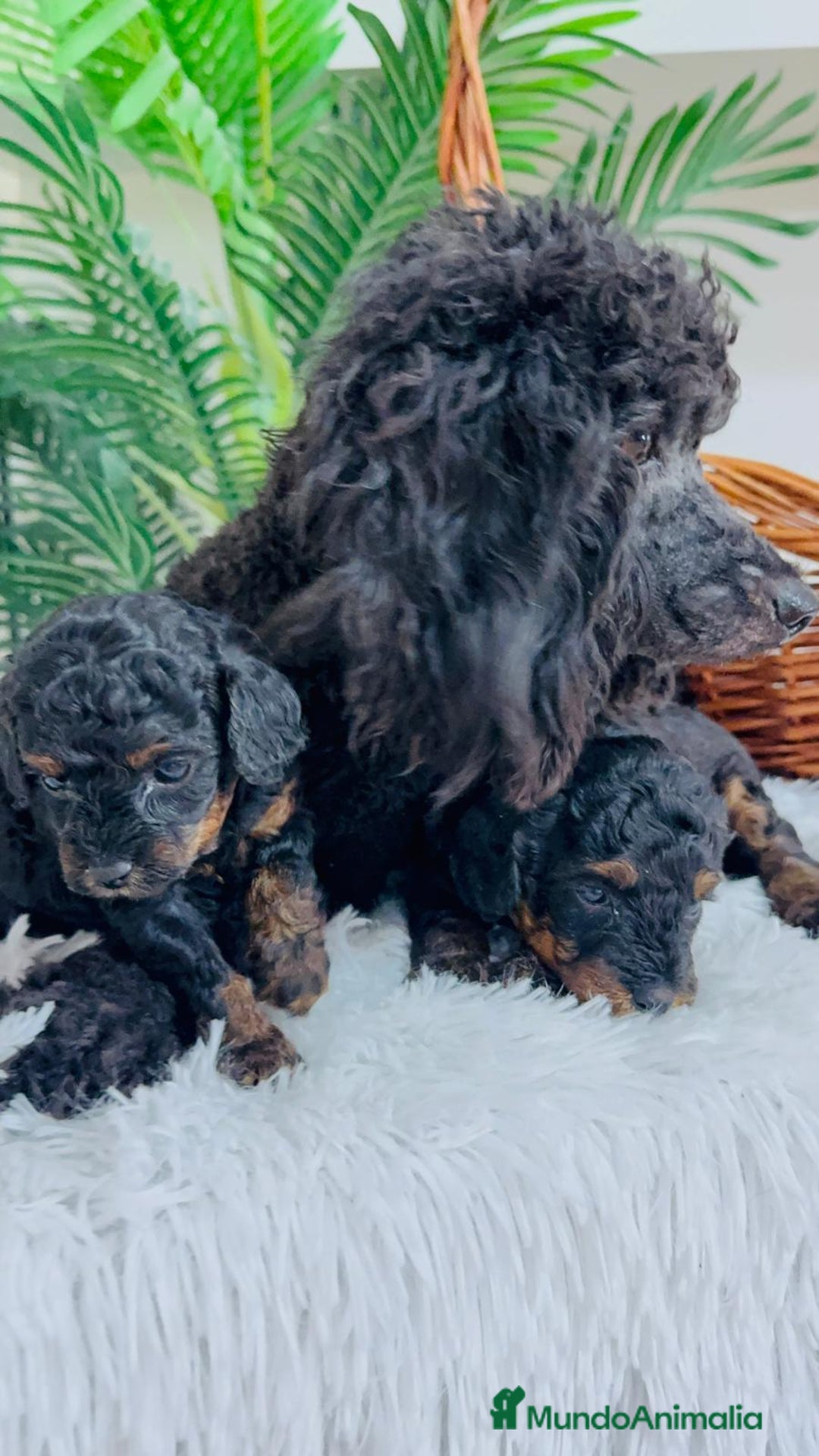 Caniche Toy perros en venta: CANICHE TOY HEMBRA - Imagen 15