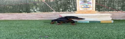 Teckel Miniatura perros en venta: Disponible teckel negro y fuego  - Anuncio 5