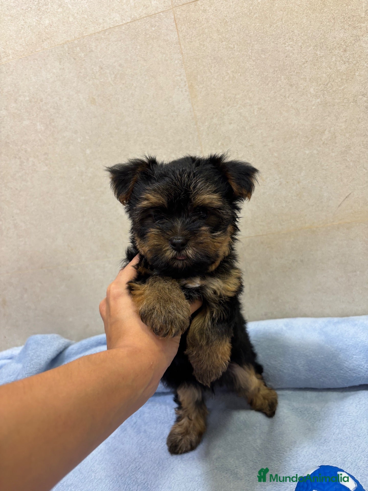 Yorkshire Terrier perros en venta: precioso Yorkshire toy  - Anuncio 7
