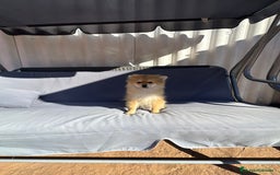 Pomerania perros en venta: Lulu pomerania toy - Imagen 4