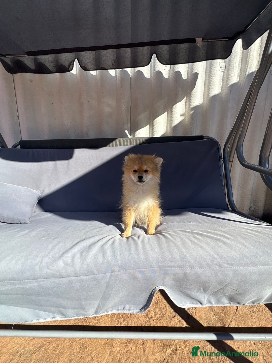 Pomerania perros en venta: Lulu pomerania toy - Imagen 4