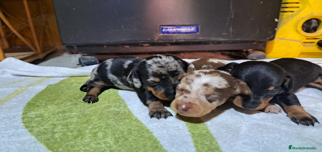 Imagen de galería {{count}}