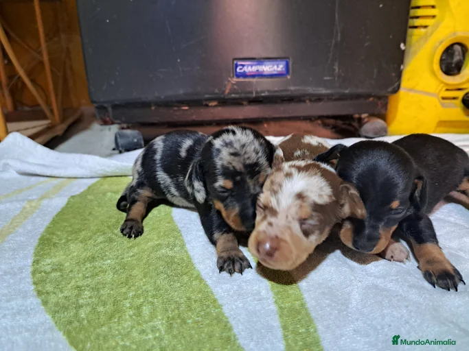 Imagen de galería {{count}}