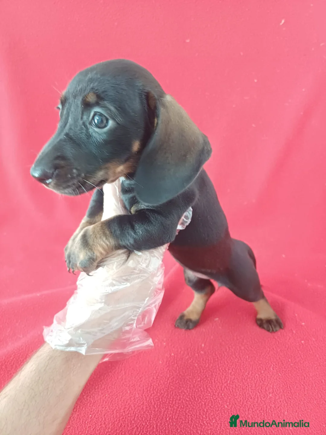 Teckel Miniatura perros en venta: Teckel Mini  - Anuncio 2