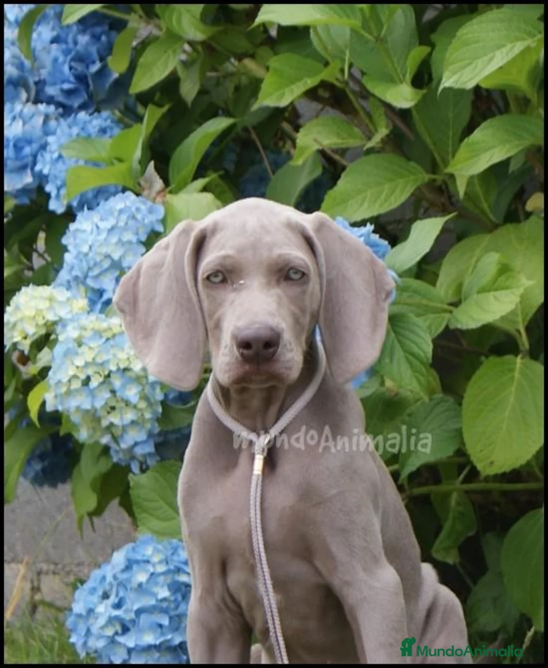 Imagen de galería {{count}}