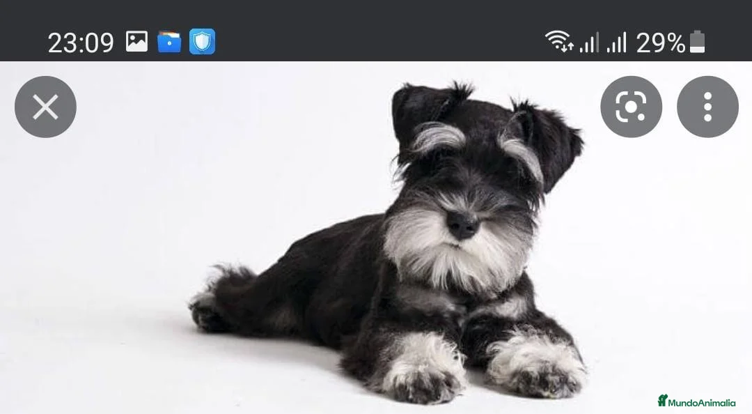 Schnauzer Miniatura perros en venta: Cachorros de Schnauzer miniatura sal y pimienta  - Anuncio 2