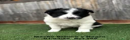 Border Collie perros en venta: Border Collie De Villa Biznaga - Anuncio 1