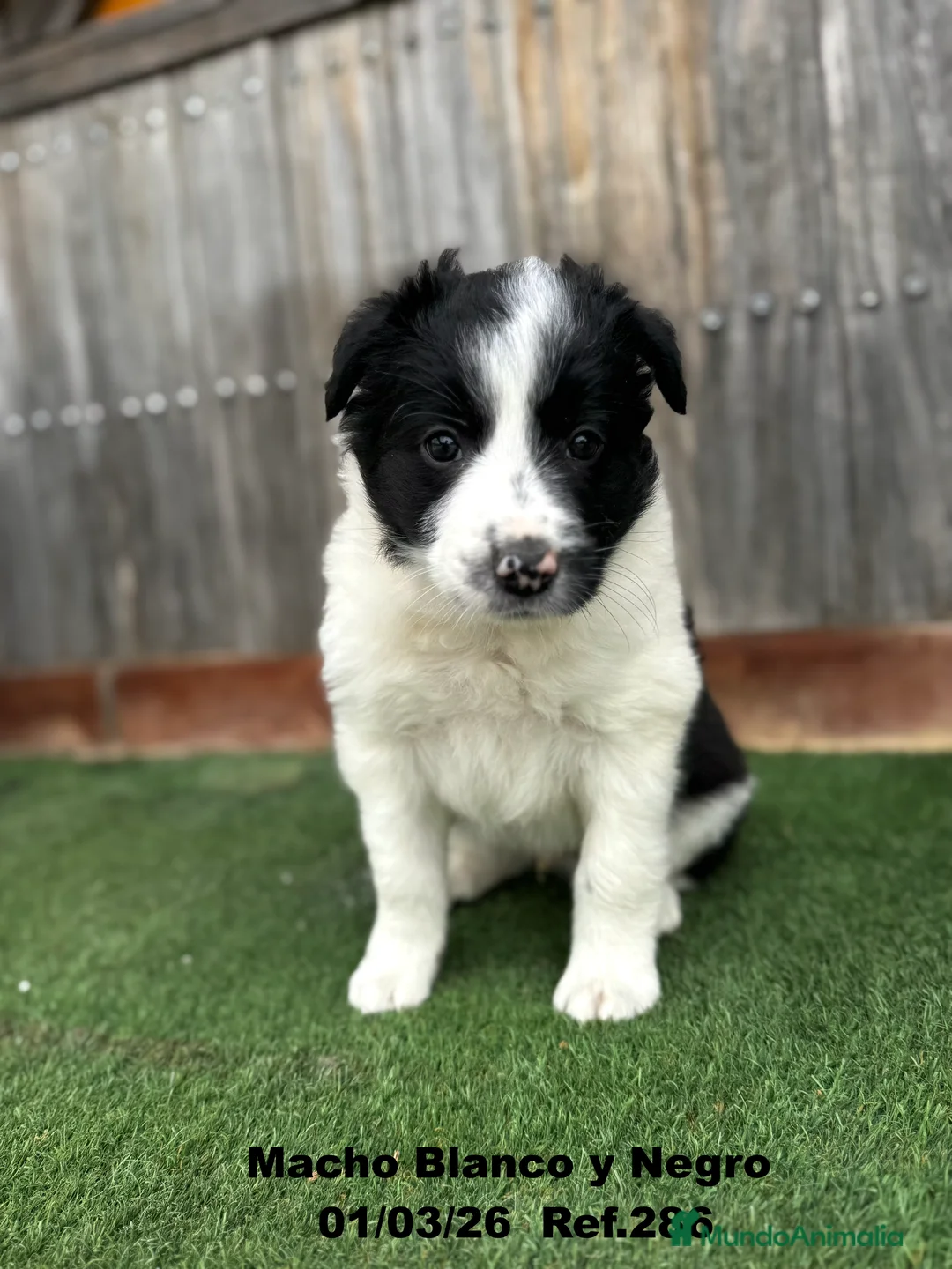 Border Collie perros en venta: Border Collie De Villa Biznaga - Anuncio 1