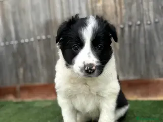 Border Collie perros Border Collie De Villa Biznaga - Anuncio 2