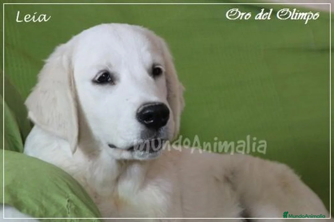 Imagen de galería {{count}}