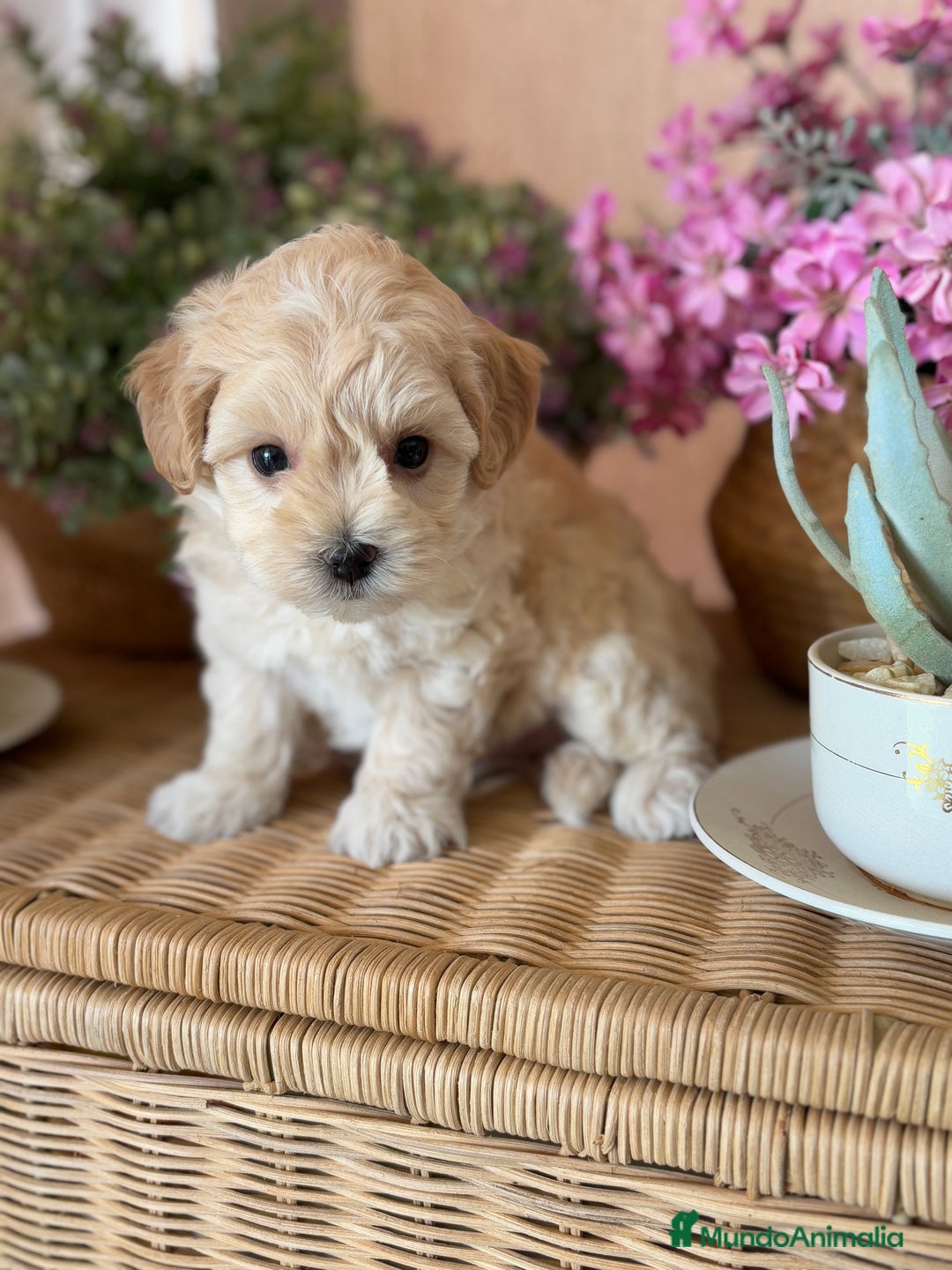 Maltipoo perros en venta: Maltipoo macho disponible  - Imagen 1