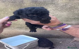 Perro de Agua Español perros en venta: PERRO DE AGUA ESPAÑOL - Anuncio 6