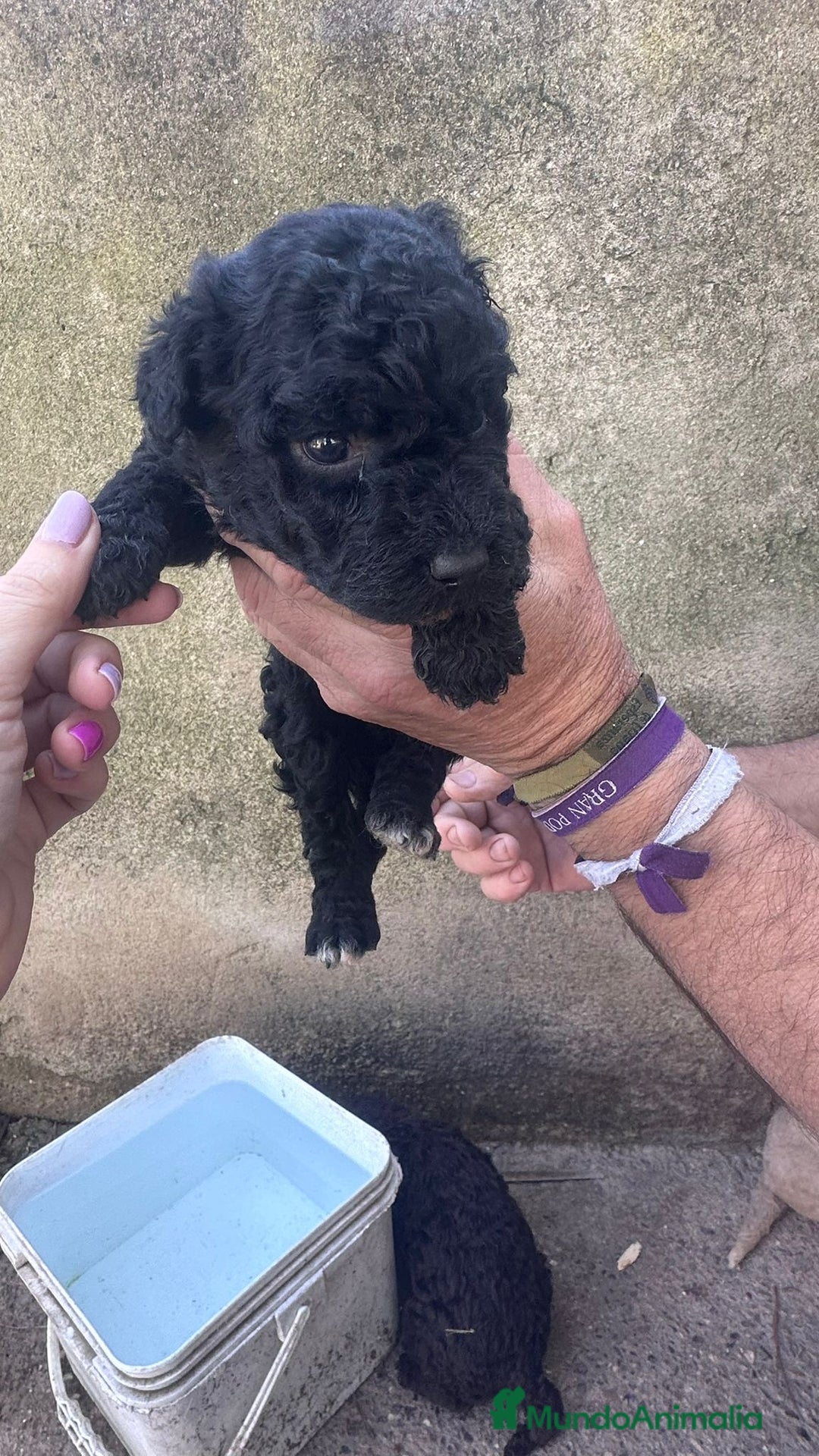 Perro de Agua Español perros en venta: PERRO DE AGUA ESPAÑOL - Anuncio 6