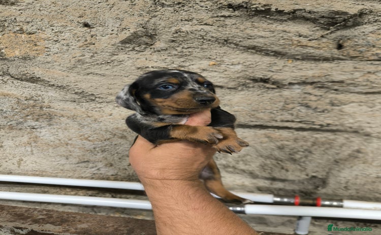 Teckel Miniatura perros - Anuncio 7