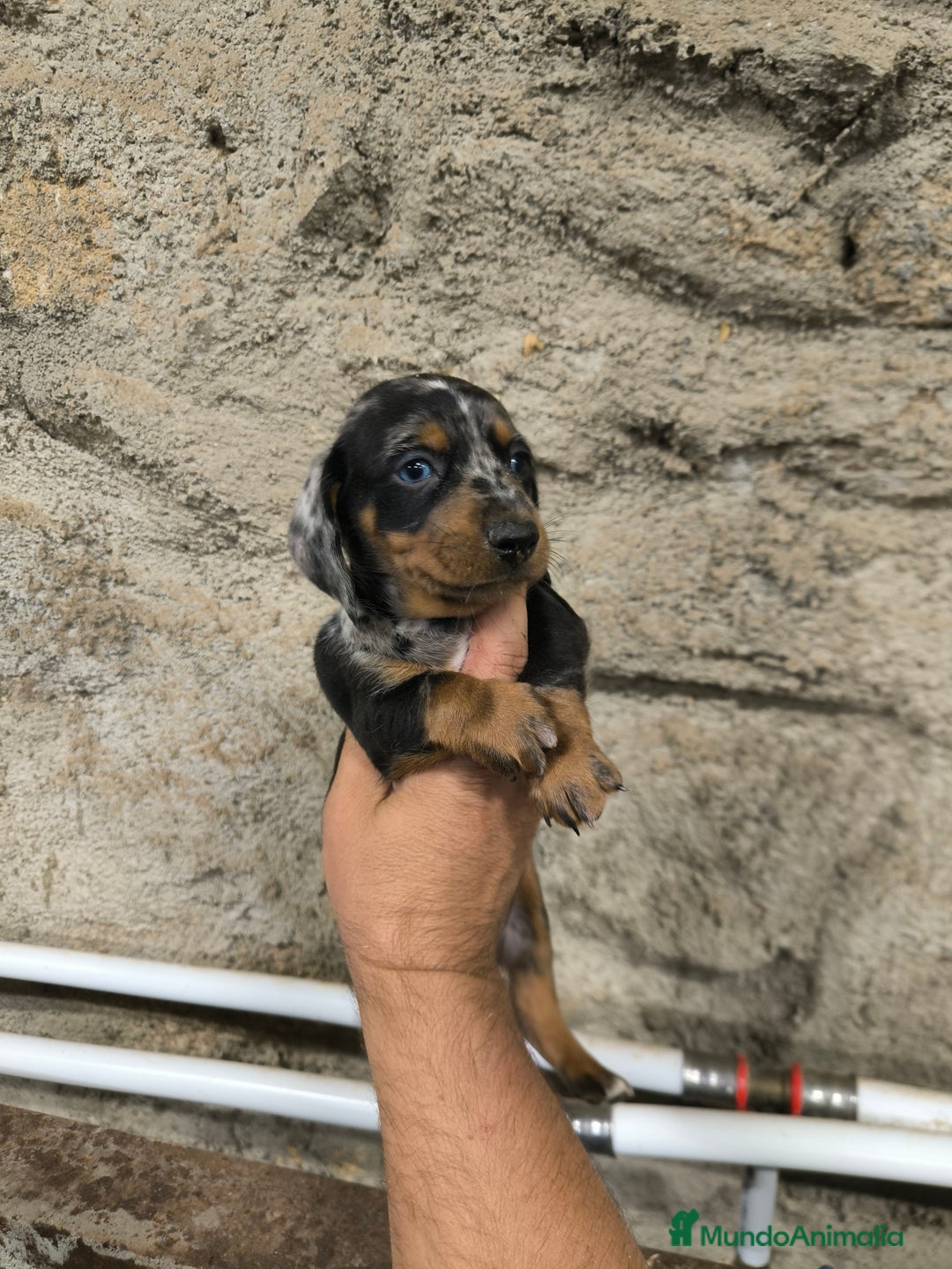 Teckel Miniatura perros en venta: Camadas disponibles de teckel - Imagen 1