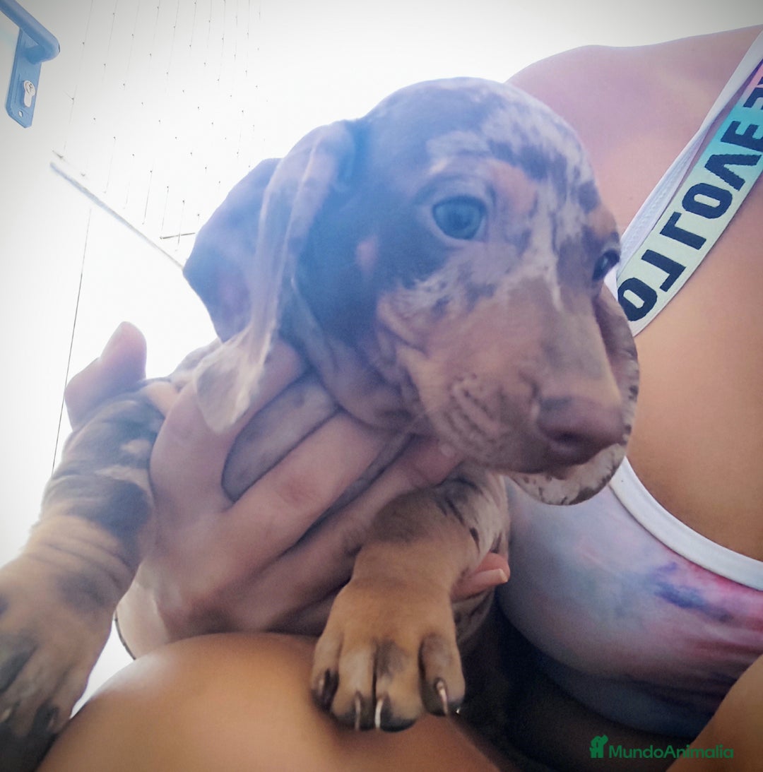 Teckel perros en venta: Teckel chocolate y Arlequín  - Imagen 6