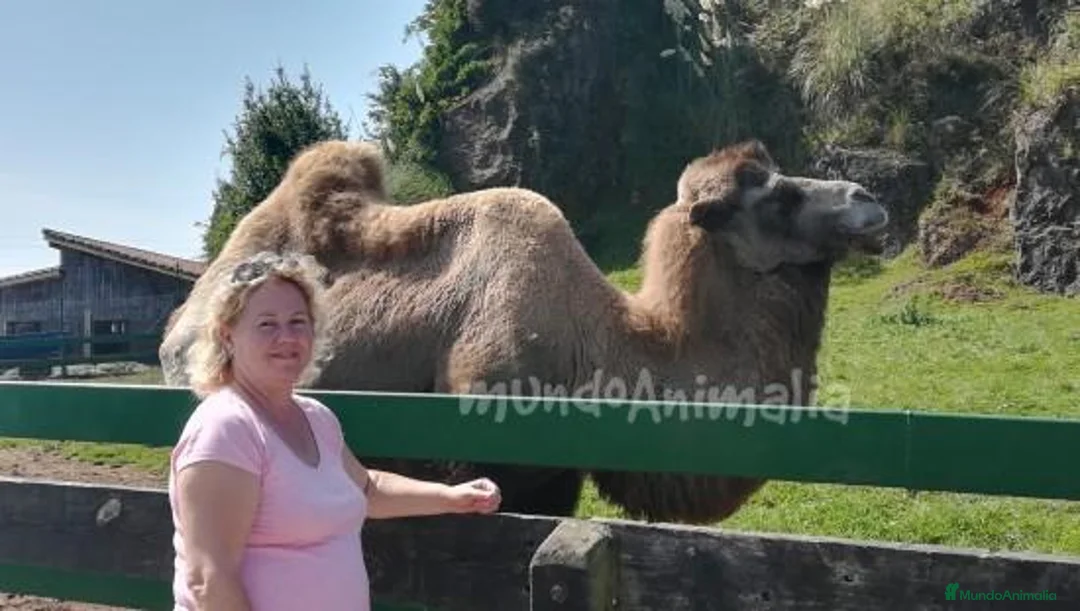 Imagen de galería {{count}}