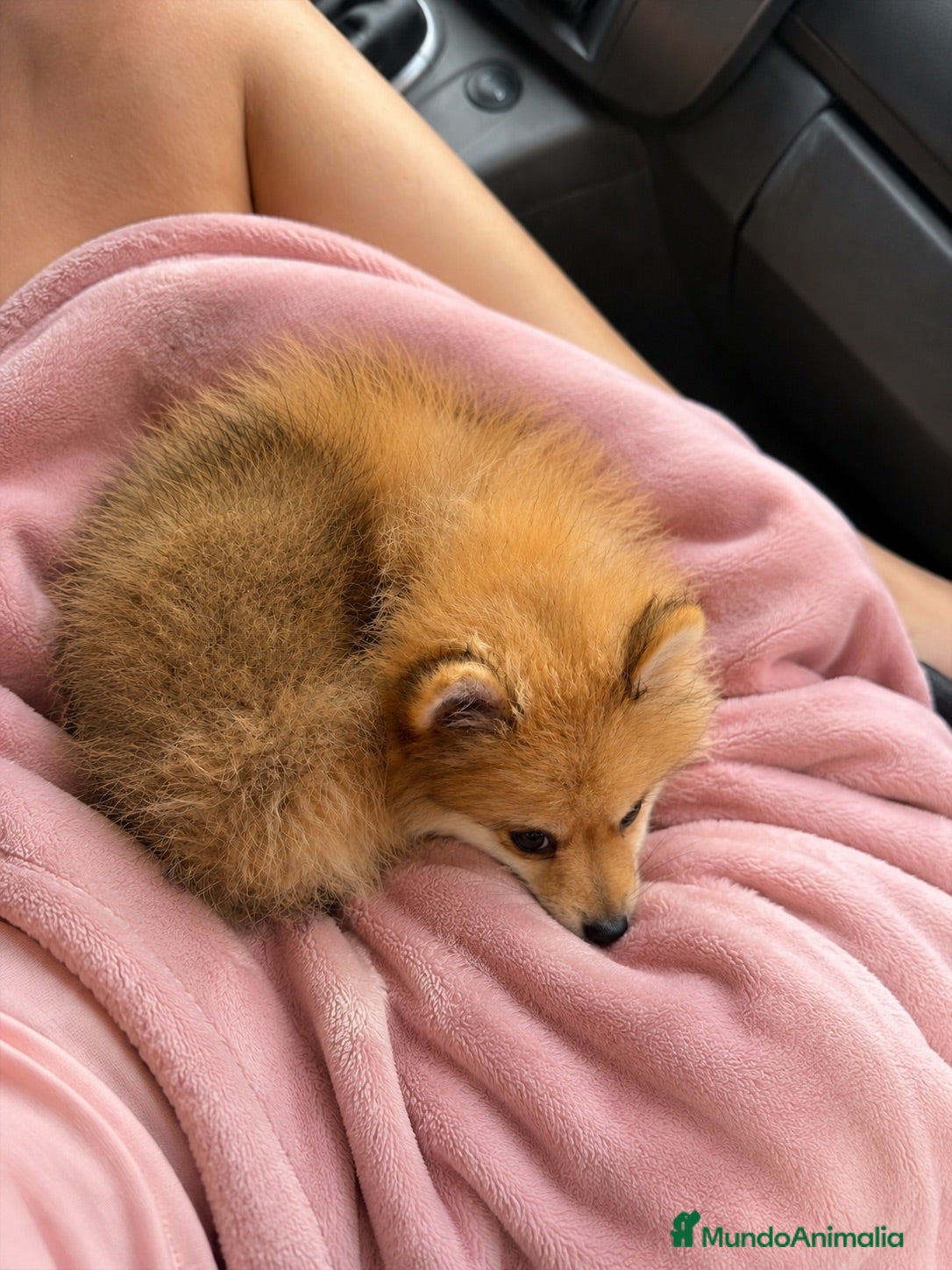 Pomerania perros Pomerania hembra adorable - Anuncio 1