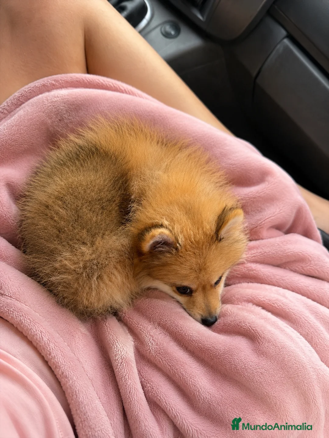 Pomerania perros en venta: Pomerania hembra adorable - Anuncio 1