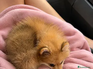 Pomerania perros Pomerania hembra adorable - Anuncio 1
