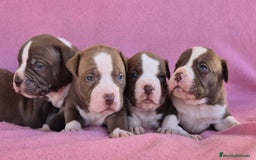 American Bully perros en venta: Preciosa camada american bully pocket - Imagen 2