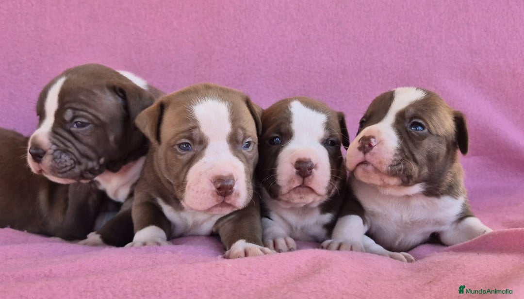 American Bully perros en venta: Preciosa camada american bully pocket - Imagen 2