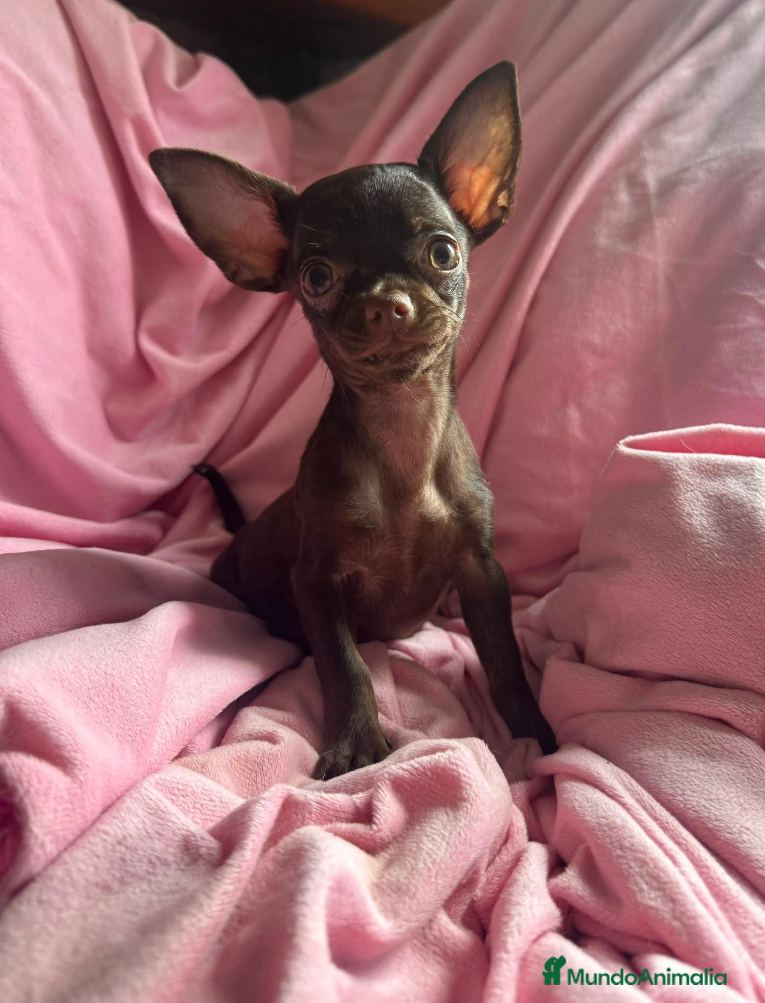 Chihuahua perros Chihuahuas 🍫 chocolates - Anuncio 7