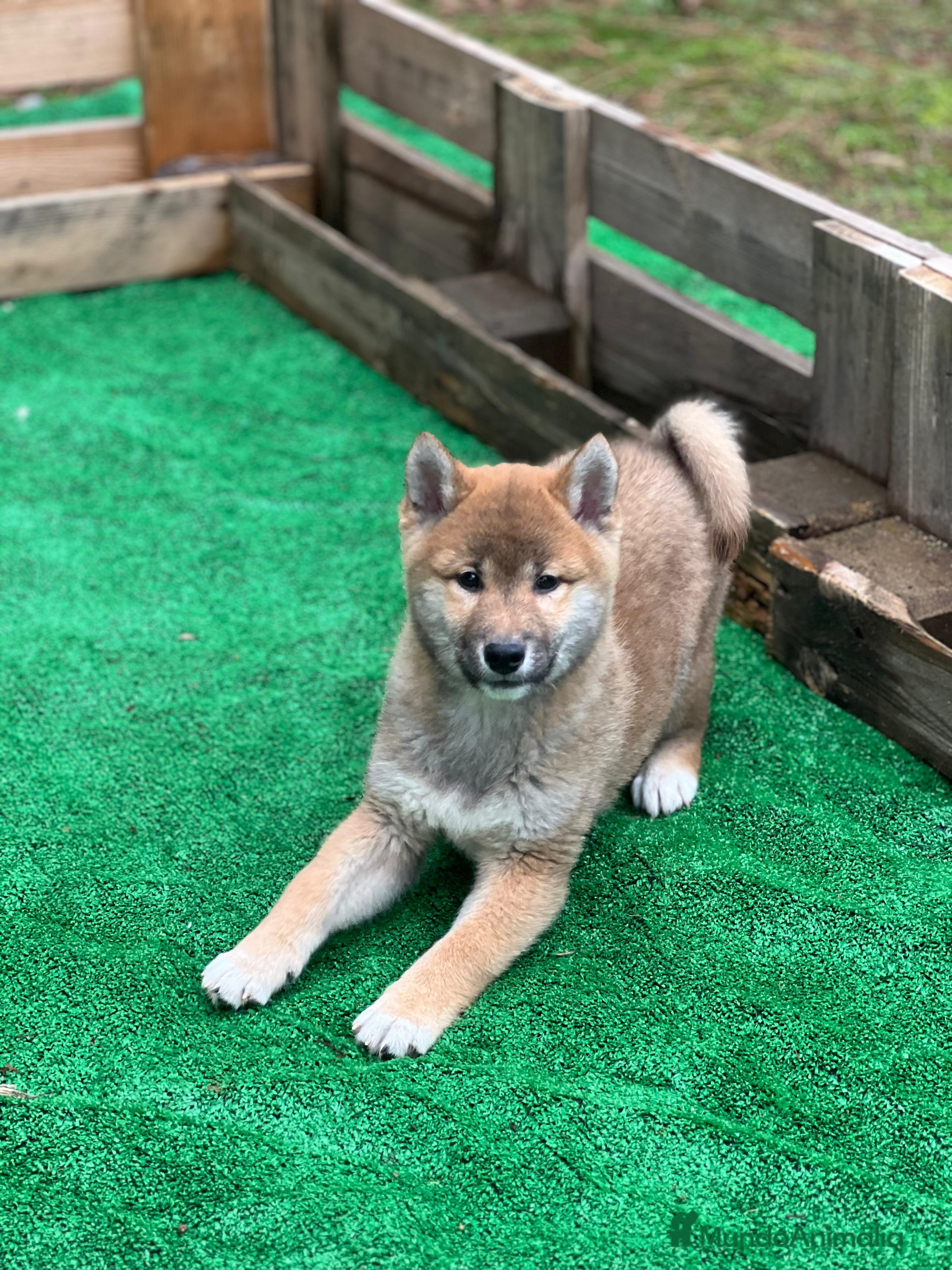 Shiba Inu perros Shiba inus - Anuncio 2