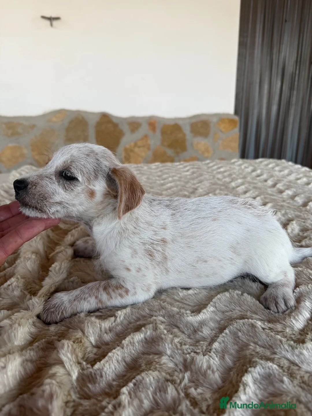 Raza Mixta perros en venta: Mestizos de pinscher - Anuncio 2