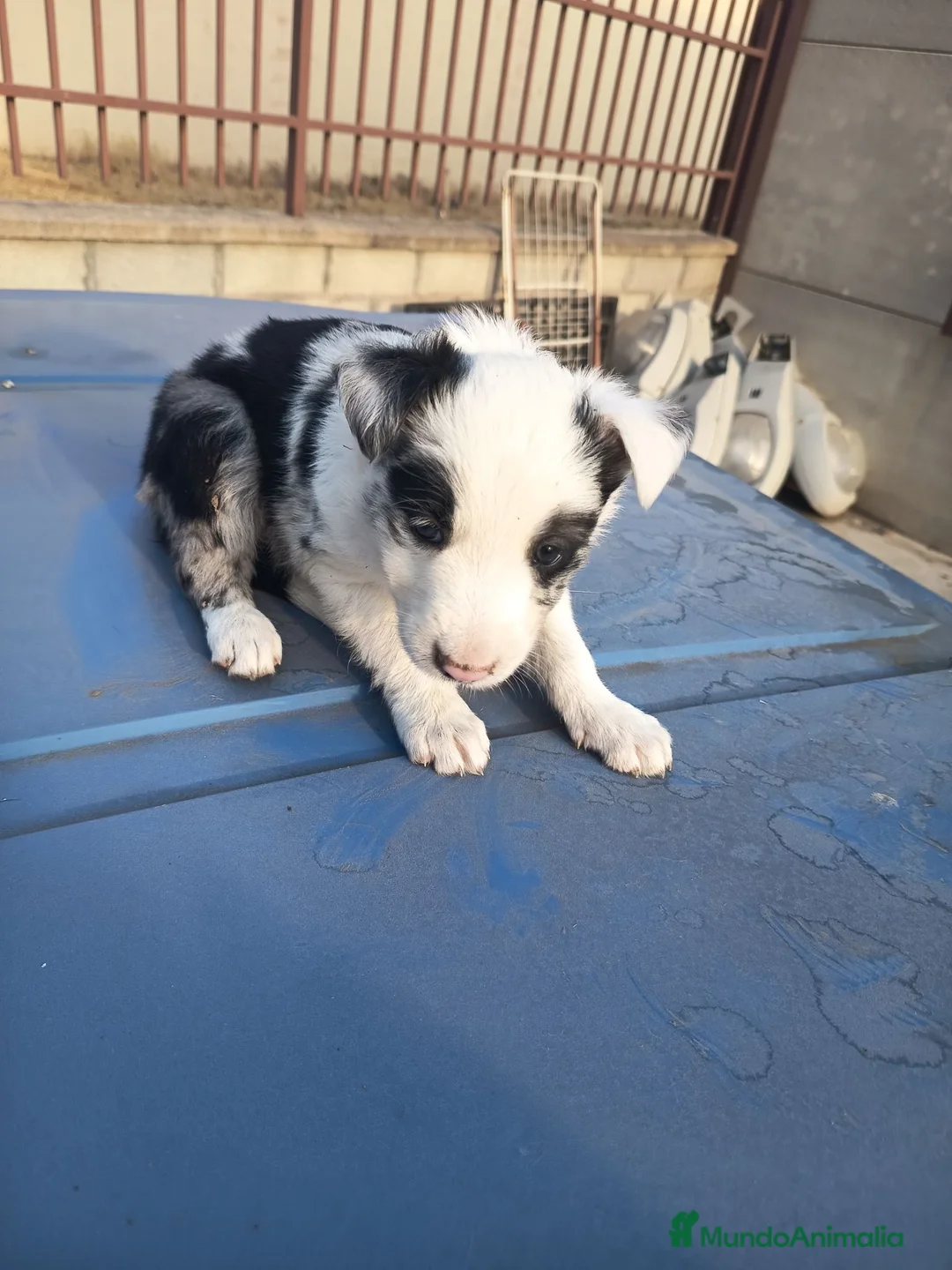 Border Collie perros en venta: BORDE COLLIE - Anuncio 1