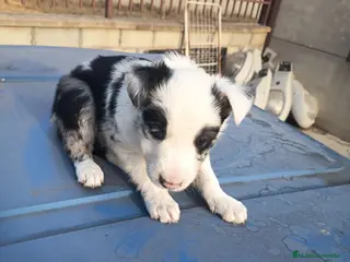 Border Collie perros BORDE COLLIE - Anuncio 1