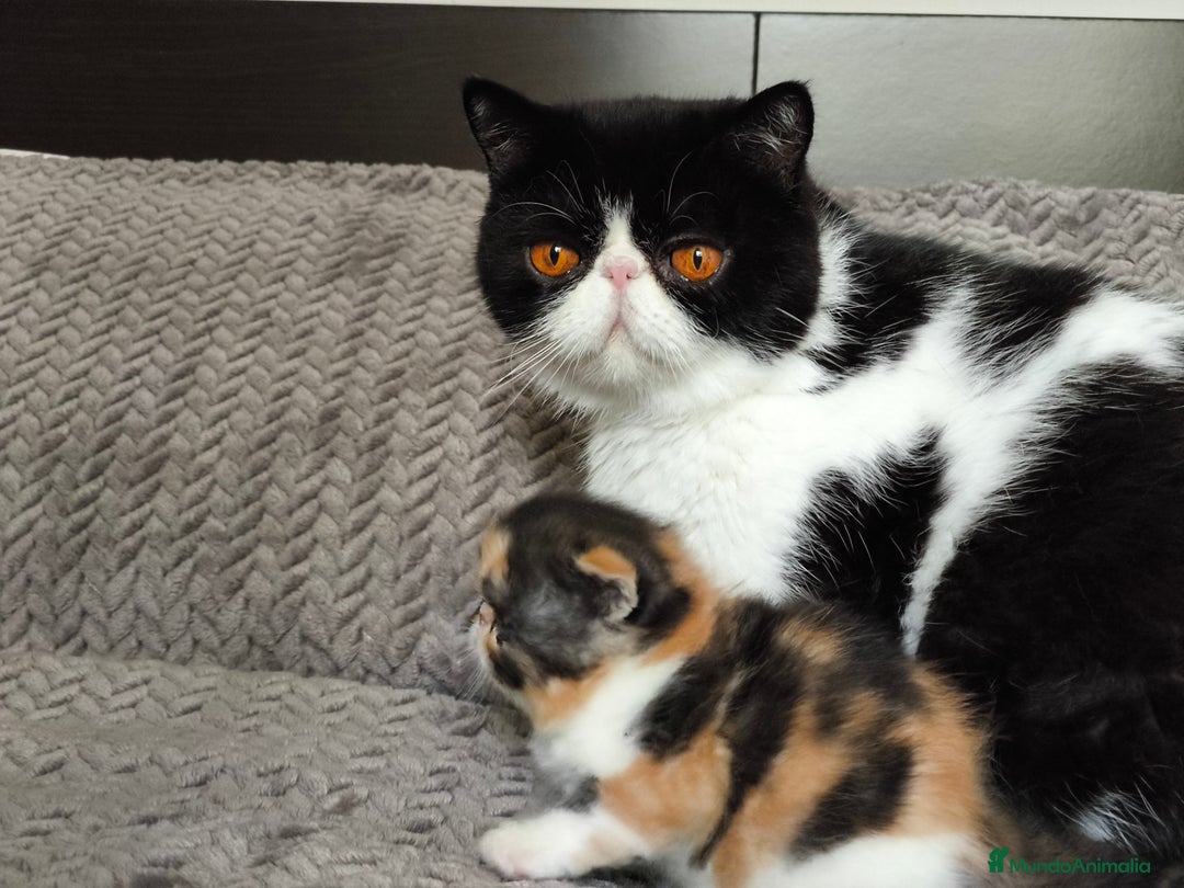 Exótico de Pelo Corto gatos en venta: Exotica  - Anuncio 2