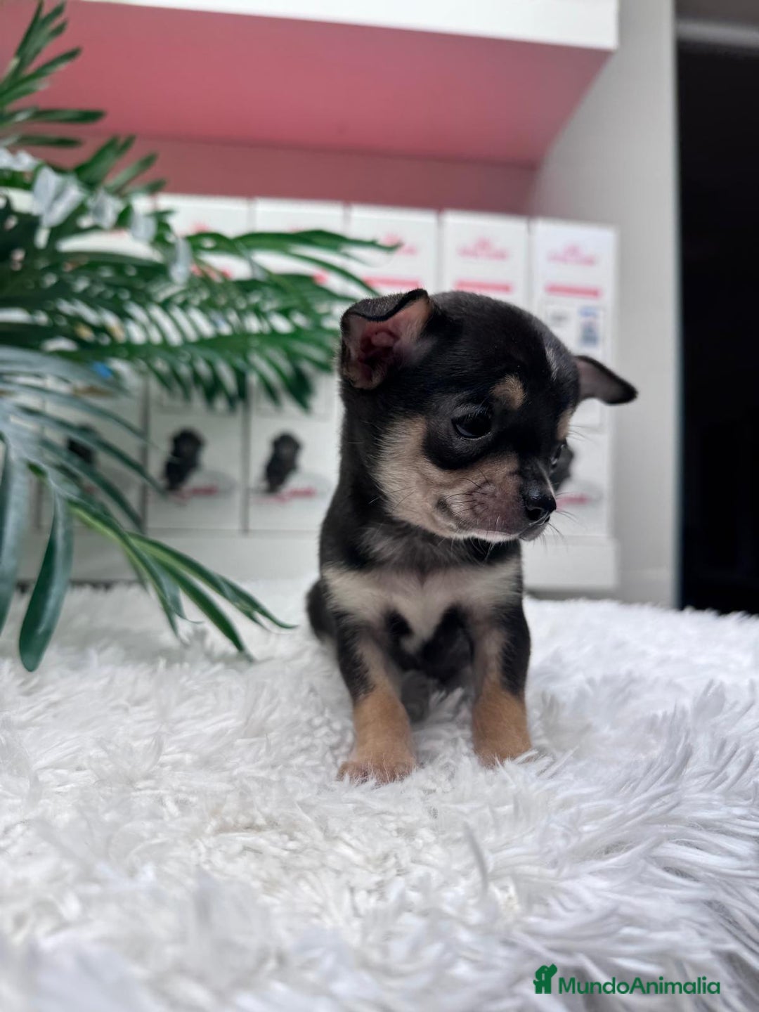 Chihuahua perros en venta: CHIHUAHUA MACHO - Anuncio 10