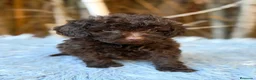 Caniche Toy perros en venta: Caniche chocolate - Anuncio 4