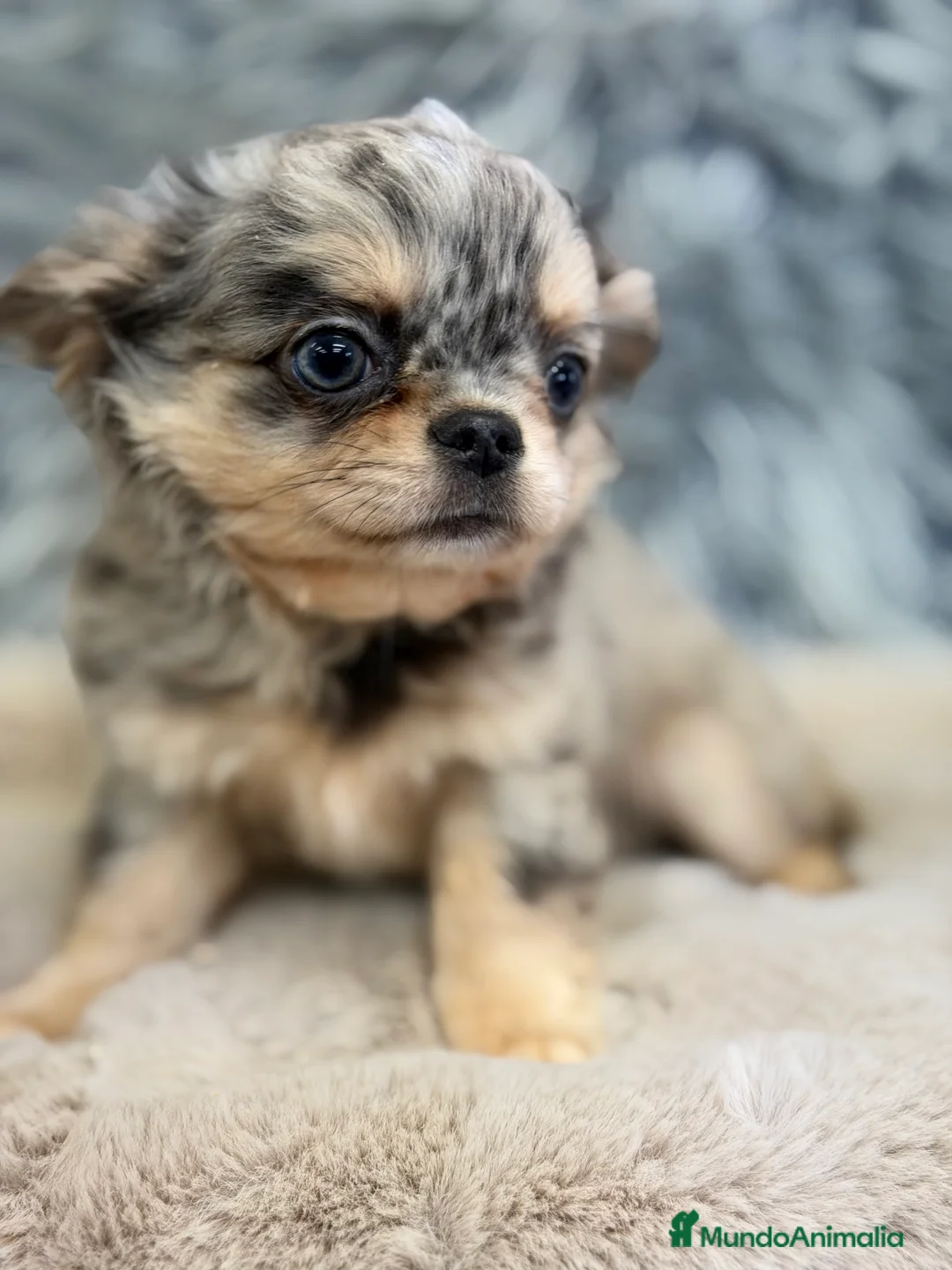 Chihuahua perros en venta: Chihuahua pelo largo Merle  - Anuncio 2