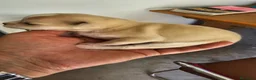Chihuahua perros en venta: Bonitos chihuahuas mini toy - Anuncio 2