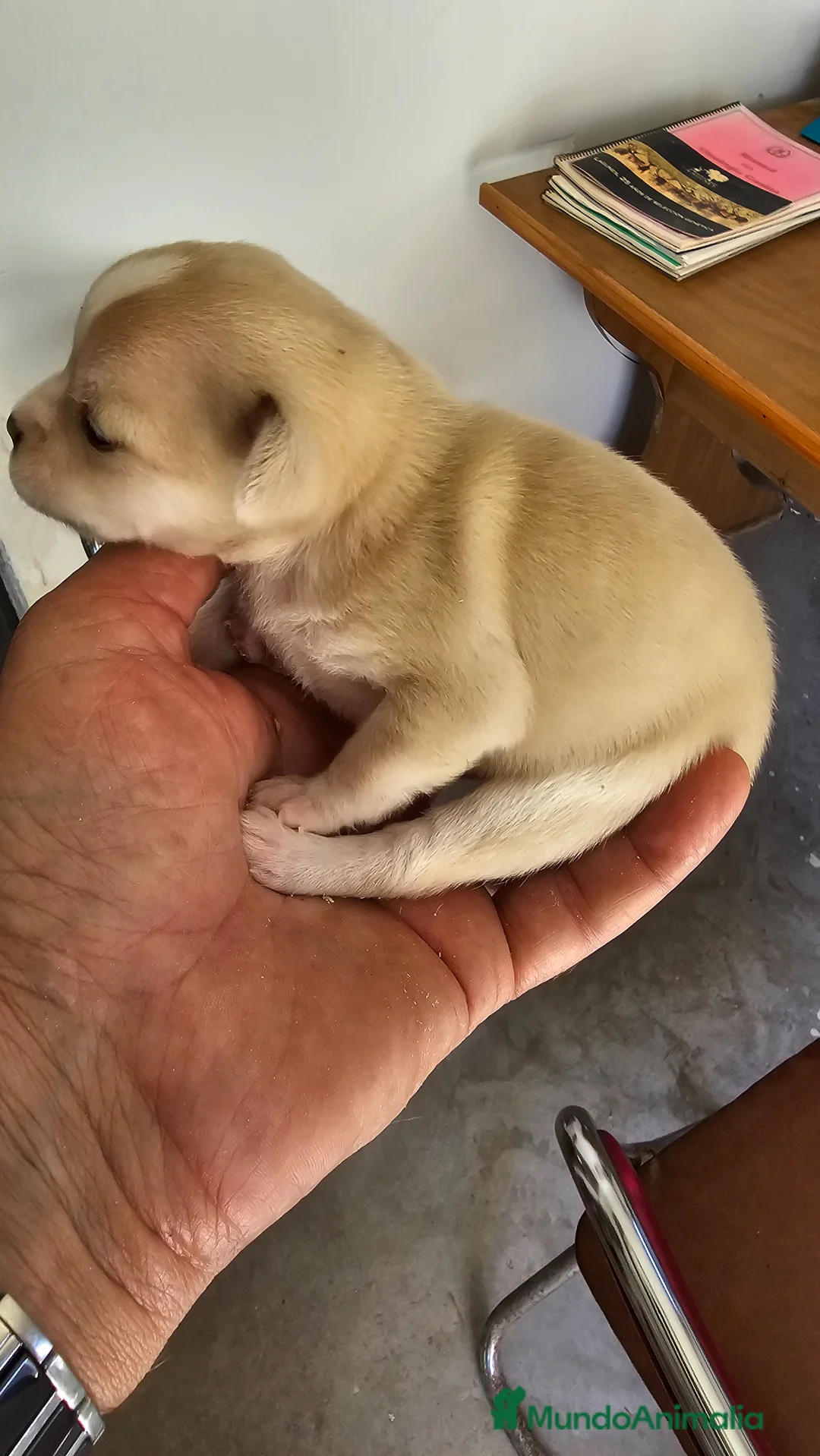 Chihuahua perros en venta: Bonitos chihuahuas mini toy - Anuncio 2