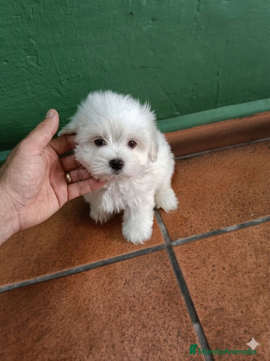 Bichón Maltés perros Bichón maltes Toy  - Anuncio 2