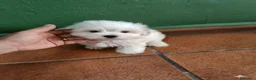 Bichón Maltés perros en venta: Bichón maltes Toy  - Anuncio 1