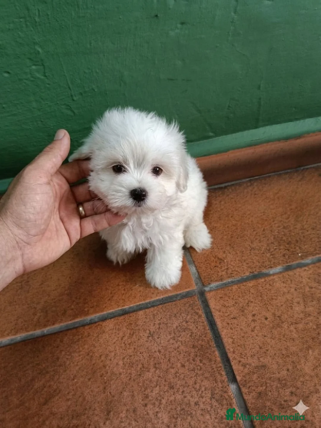 Bichón Maltés perros en venta: Bichón maltes Toy  - Anuncio 1