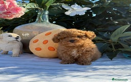 Caniche Toy perros en venta: Caniches machos - Imagen 1