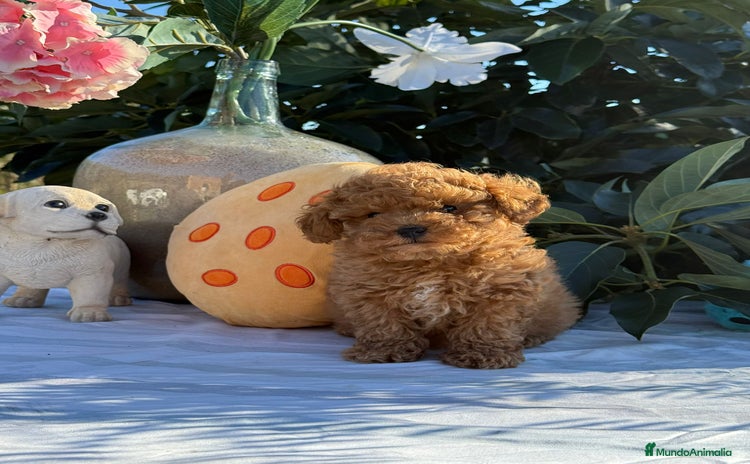 Caniche Toy perros - Anuncio 1