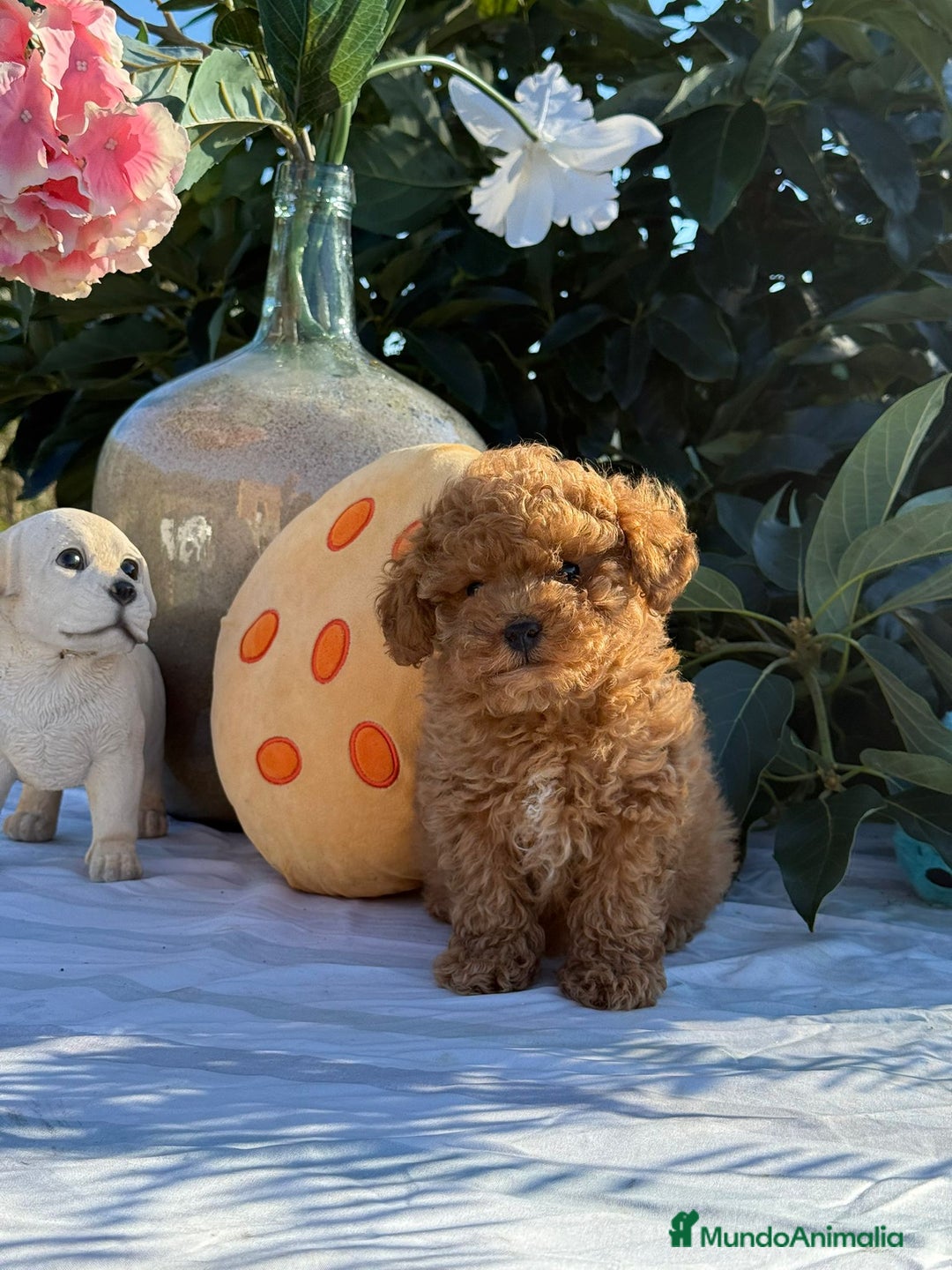 Caniche Toy perros en venta: Caniches machos - Imagen 1