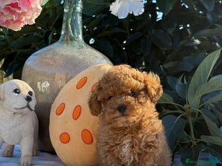 Caniche Toy perros - Anuncio 8