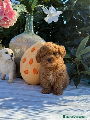 Caniche Toy perros - Anuncio 1
