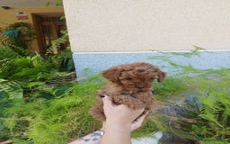 Caniche Toy perros en venta: CANICHES ROJOS EXCLUSIVOS  - Anuncio 2